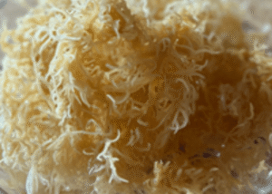 soaked sea moss