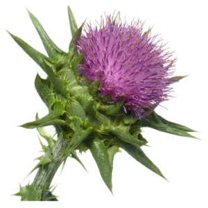 Milk Thistle