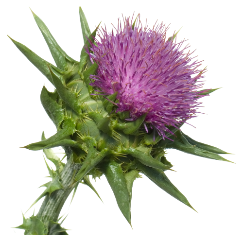 Milk thistle flower