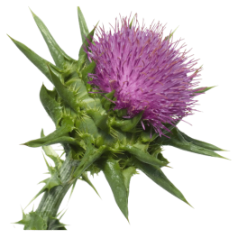 milk thistle milk thistle